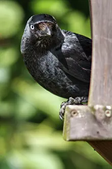 Bempton: 80197017 Western Jackdaw - portrait Bempton, United
