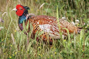 Bempton: 80197018 Common Pheasant - adult male Bempton, United
