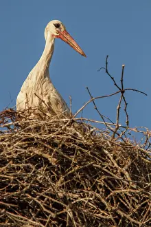 Ciconia: 80197019 White Stork - at nest Galicia, Spain Ciconia