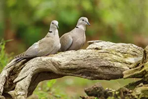 Pigeons: 80197020 Eurasian Collared Dove - pair Galicia