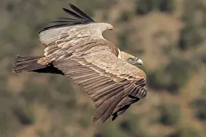Fulvus: 80197021 Griffon Vulture - in flight Monfrague National