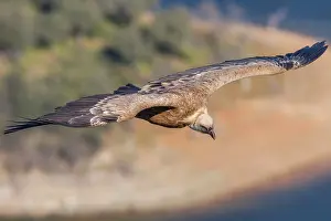 Fulvus: 80197022 Griffon Vulture - in flight Monfrague National