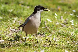 Iberian: 80197023 Iberian Magpie - adult Extremadura, Spain