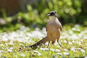 Iberian: 80197024 Iberian Magpie - adult Extremadura, Spain