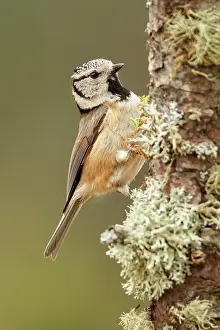 Capuchino: 80197025 European Crested Tit - on pine tree Galicia