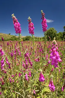 Digitalis: 80197026 Foxglove - flowers in field Galicia, Spain