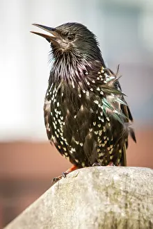 Sturnidae: 80197028 Common Starling - adult Seahouses, United