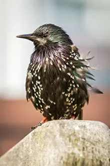 Sturnidae: 80197029 Common Starling - adult Seahouses, United