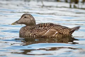 Mollissima: 80197030 Common Eider - female Seahouses, United
