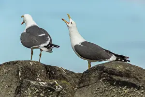 Gulls: 80197032 Lesser Black-Backed Gull - adults calling