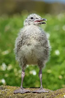 Laridae: 80197033 European Herring Gull - chick Isle of May