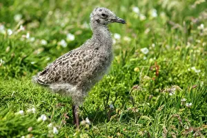 Laridae: 80197034 European Herring Gull - chick Isle of May