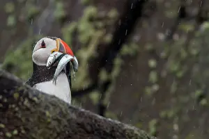 Eels: 80197036 Atlantic Puffin - adult with Sand Eels