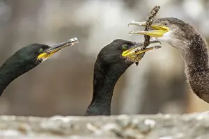 Phalacrocorax: 80197037 European Shag - adult and young Farne Islands