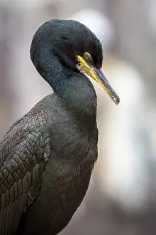 Phalacrocorax: 80197038 European Shag - adult portrait Farne Islands