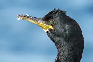 Phalacrocorax: 80197040 European Shag - adult portrait Farne Islands