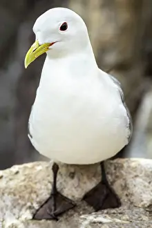 Gulls: 80197041 Black-Legged Kittiwake - on cliff ledge