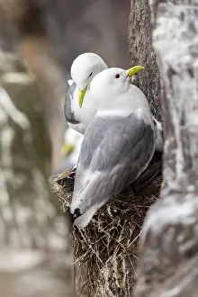 Gulls: 80197042 Black-Legged Kittiwake - at nest on cliff