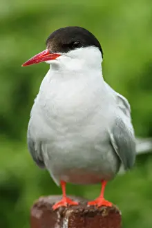 Sterna: 80197043 Arctic Tern - adult Farne Islands, United