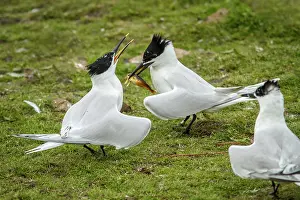 Farne: 80197044 Sandwich Tern - adult with fish prey in