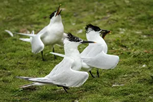 Farne: 80197045 Sandwich Tern - adult with fish prey in