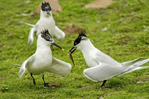 Farne: 80197046 Sandwich Tern - adult with fish prey in