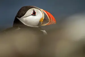 Alcidae: 80197048 Atlantic Puffin - adult on cliff Farne