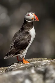 Alcidae: 80197050 Atlantic Puffin - adult on cliff Farne