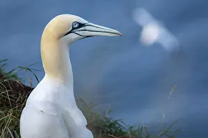 Morus: 80197051 Northern Gannet - adult portrait Bass Rock