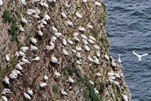 Morus: 80197052 Northern Gannet - adults on cliff ledges