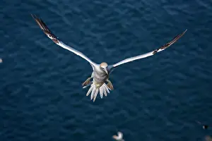 Morus: 80197054 Northern Gannet - adult in flight Bass