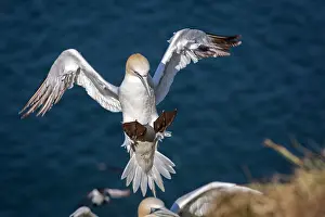 Morus: 80197055 Northern Gannet - adult in flight Bass