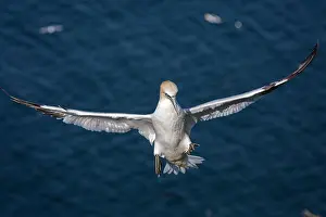 Morus: 80197056 Northern Gannet - adult in flight Bass