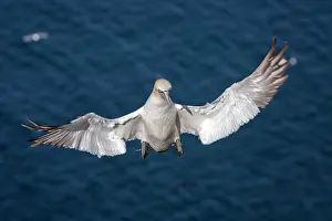 Morus: 80197057 Northern Gannet - adult in flight Bass