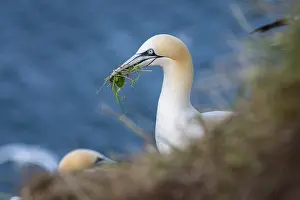 Morus: 80197058 Northern Gannet - with nesting material