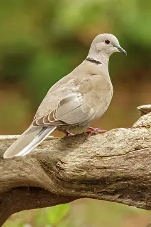 Pigeons: 80197059 Eurasian Collared Dove - adult Galicia
