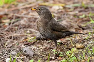 Merula: 80197060 Common Blackbird - female Galicia, Spain