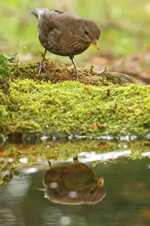 Merula: 80197061 Common Blackbird - female Galicia, Spain