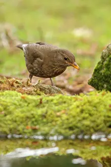 Merula: 80197062 Common Blackbird - female Galicia, Spain