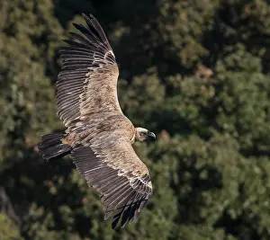 Fulvus: 80197063 Griffon Vulture - in flight Monfrague National