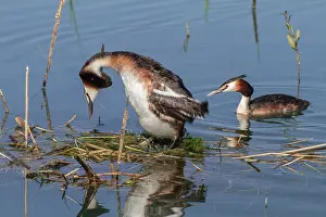 Podiceps: 80197064 Great Crested Grebe - pair Antela Marsh