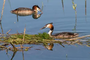 Podiceps: 80197065 Great Crested Grebe - pair Antela Marsh