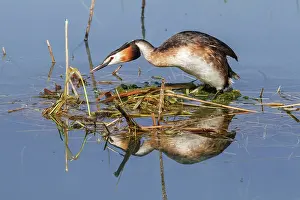 Podiceps: 80197066 Great Crested Grebe - building nest Antela