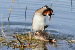 Podiceps: 80197068 Great Crested Grebe - pair mating Antela