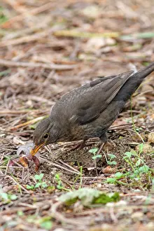 Merula: 80197069 Common Blackbird - feeding on forest floor