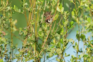 Passer: 80197071 Eurasian Tree Sparrow - with insect in