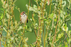 Passer: 80197072 Eurasian Tree Sparrow - with insect in