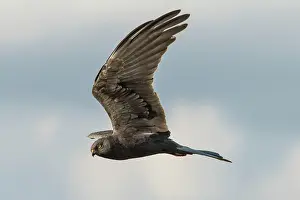 Harrier: 80197074 Montagu's Harrier - adult male in flight