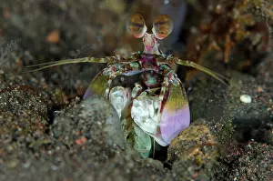 Smashing: 80197076 Smashing Pink-eared Mantis Shrimp - peering