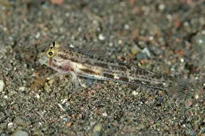Dots: 80197077 Eyebar Goby - on black sand Wreck Slope